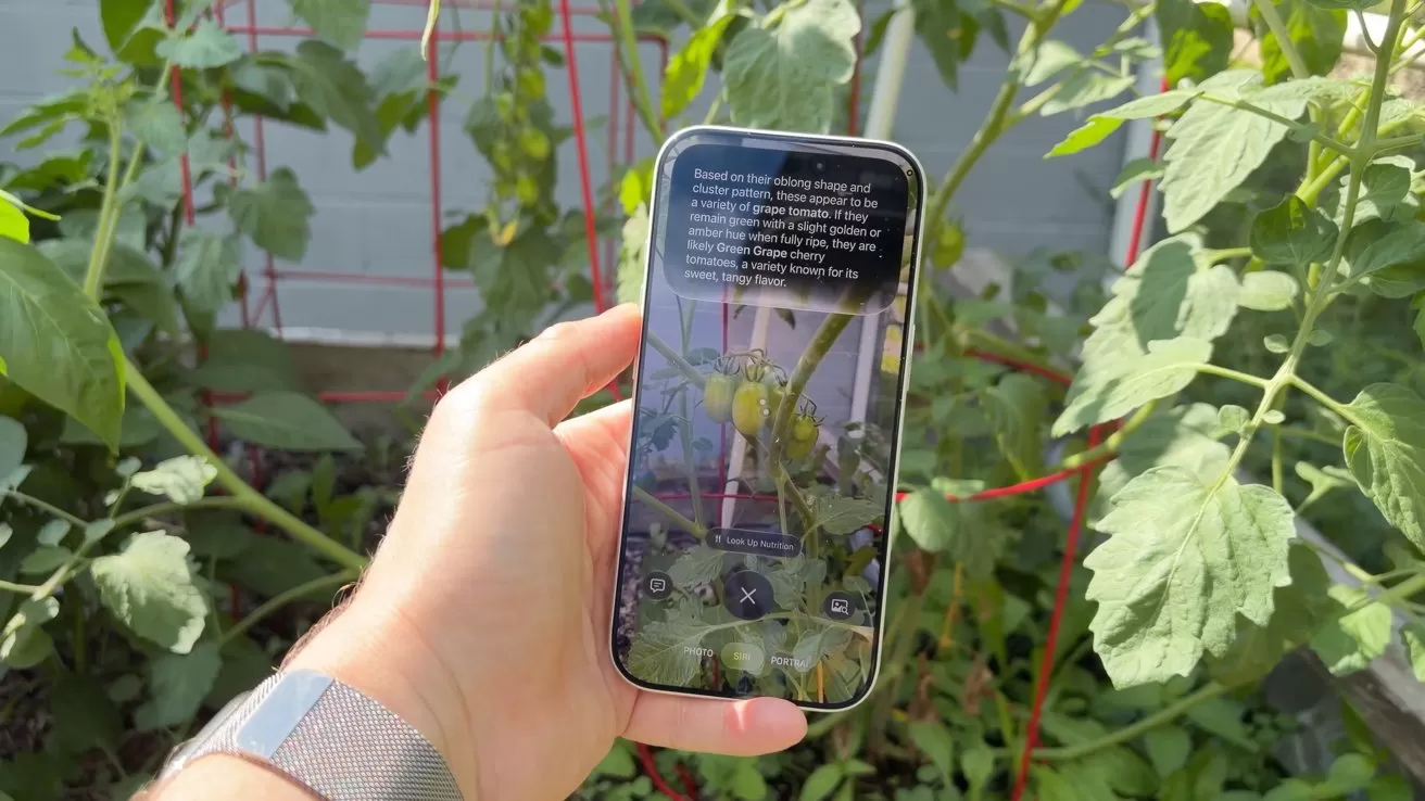 Hand holding a smartphone in front of green tomato plants, with the phone screen displaying text and camera controls while focusing on unripe tomatoes among leafy stems