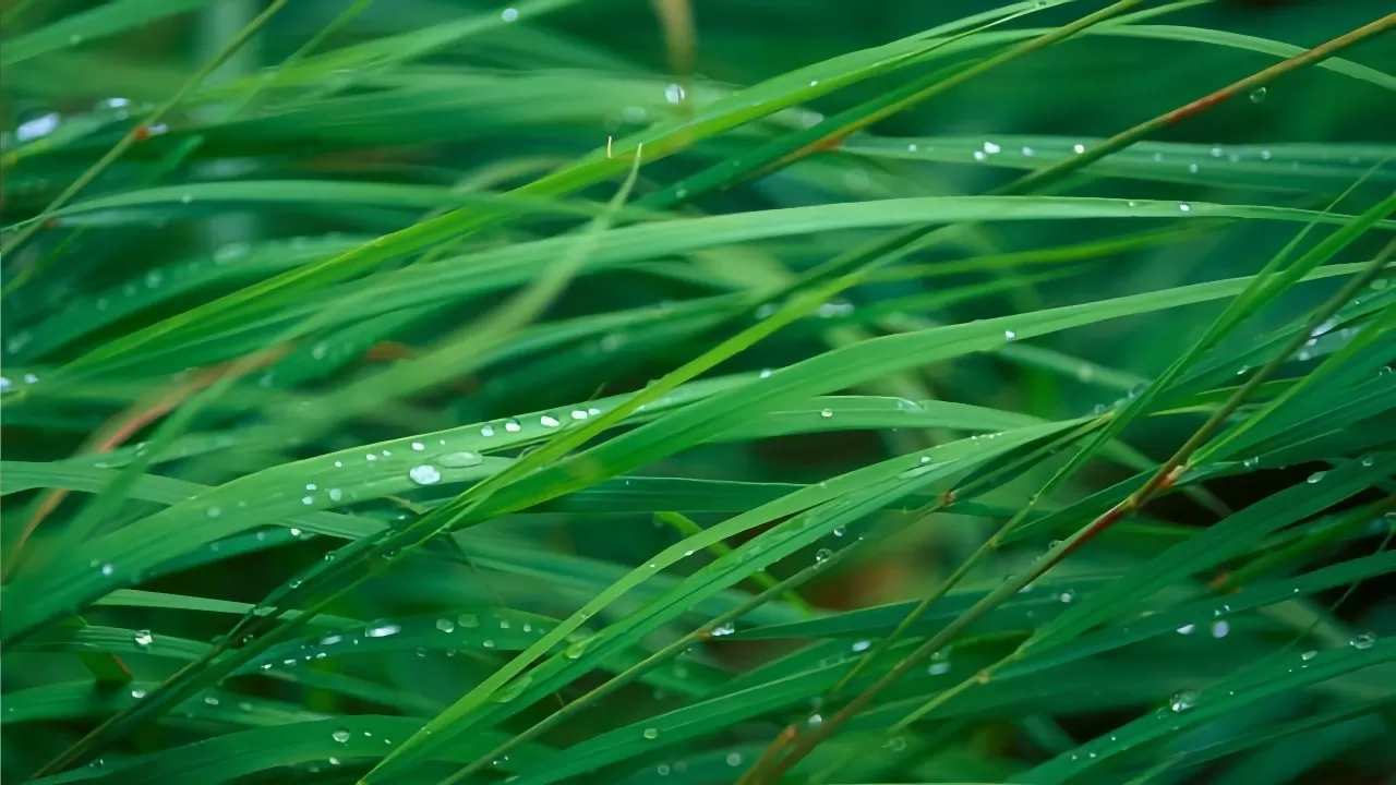 Close-up of long green grass blades with scattered water droplets, creating a fresh, dewy, natural texture in soft, even light
