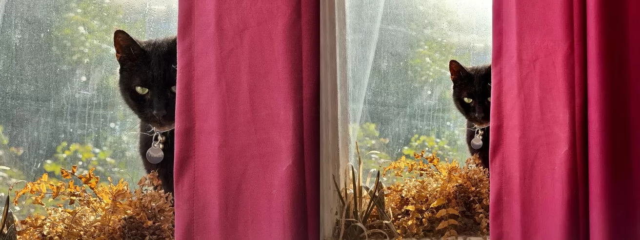 Black cat peeking through a gap between pink curtains from outside a window, green plants and dried flowers on the windowsill, soft daylight illuminating the scene