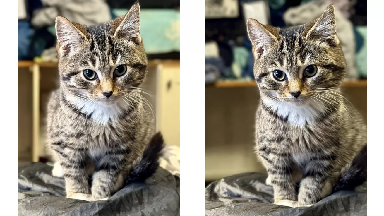Side-by-side photos of a small gray tabby kitten sitting and facing forward, large eyes looking at the camera, indoors with soft blankets and folded fabrics in the background